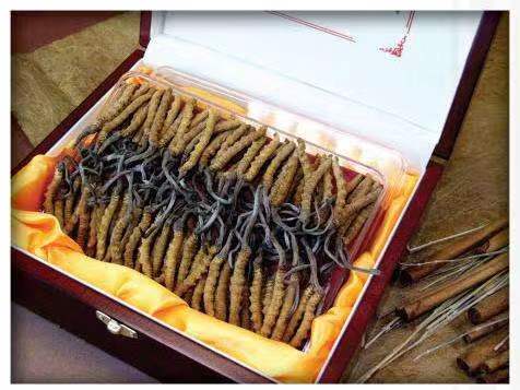 平川冬虫夏草回收